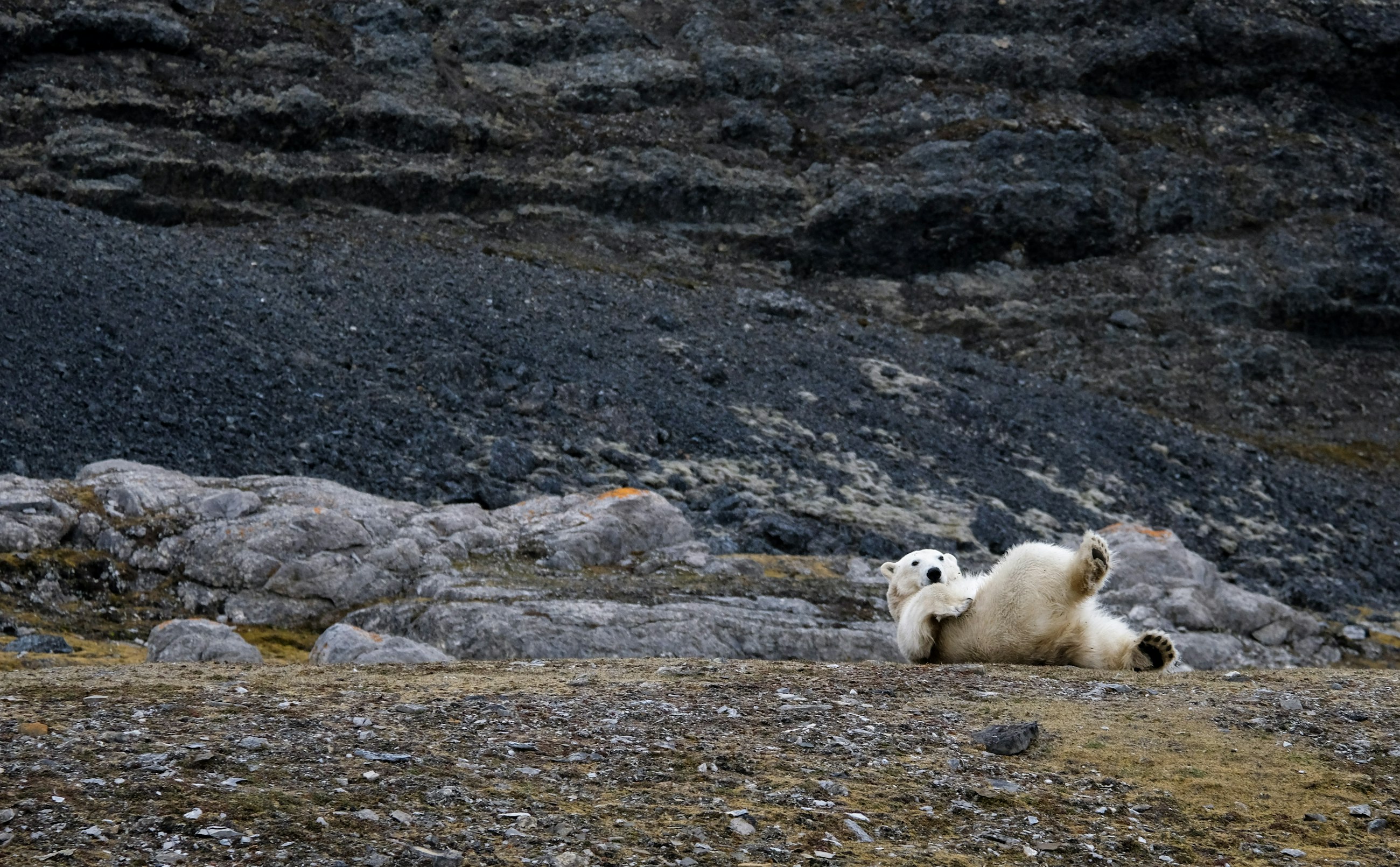 Polar bear · Svalbard